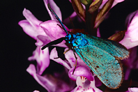 Adscita statices Adscita statices